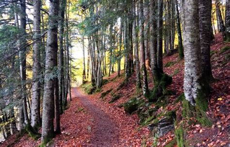 Selva de Irati: mapa, rutas, tarifas y consejos